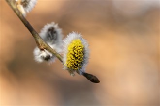 Flowering goat willow (Salix caprea), flower catkins with pollen on a branch, close-up, North