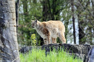 Lynx (Lynx lynx), animal park, captive, A lynx stands on a rock in a green environment and looks