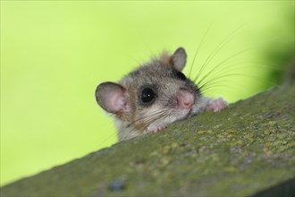 Edible dormouse (Glis glis) looking curiously over the parapet of a hunter's stand, Allgaeu,