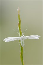 White bindweed moth or sloe ghost (Pterophorus pentadactyla, Pterophorus pentadactylus), North