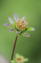 Black-fruited two-tooth (Bidens frondosa, Bidens melanocarpus), flower, North Rhine-Westphalia,