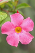 Mandevilla (Dipladenia sanderi, Mandevilla sanderi), flower, ornamental plant, North