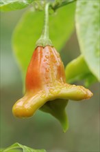 Pepper or bell chilli (Capsicum baccatum), fruit, North Rhine-Westphalia, Germany, Europe