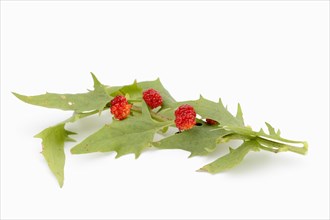 Strawberry spinach (Chenopodium foliosum, Blitum virgatum), leaves and fruits on a white