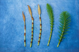 Fresh branches of the medicinal plant horsetail, Equisetum arvense, used for health care, freshly