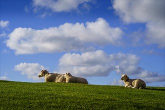 Three sheep, a ewe and two half-grown lambs, lying in the grass and resting. Blue sky with a few
