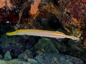 West atlantic trumpetfish (Aulostomus maculatus), dive site John Pennekamp Coral Reef State Park,
