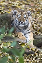 A tiger young looks directly into the camera, surrounded by autumn leaves, Siberian tiger, Amur