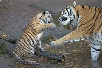 Young tiger in a playful fight with an adult tiger, Siberian tiger, Amur tiger, (Phantera tigris