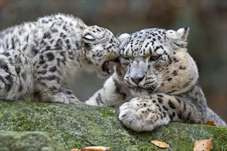 A snow leopard young cuddles up to an adult snow leopard, snow leopard, (Uncia uncia), young