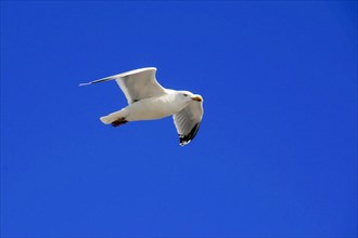 European herring gull (Larus argentatus), A gull with outstretched wings flies in the clear blue