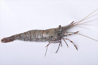 A single prawn isolated on a white background, The Aure river in Bayeux