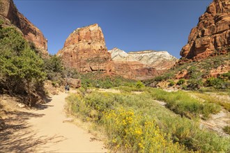 Hikers on the Angels Landing Trail, Zion National Park, Colorado Plateau, Utah, USA, Zion National