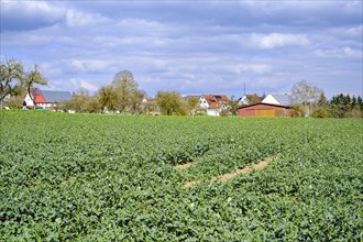 Rape field in spring in a rural setting near Talheim, Lauterach, Munderkingen, Swabian Alb,