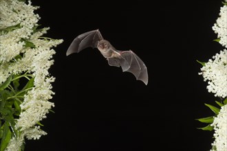 Common bent-wing bat (Miniopterus schreibersii) flying past a flowering elder (Sambucus), Pleven,
