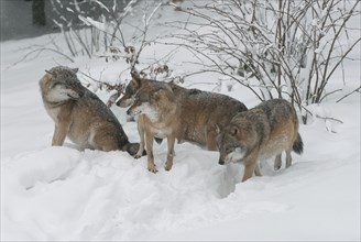 Gray wolves (Canis lupus) standing and sitting in the snow, captive, Bavaria, Germany, Europe