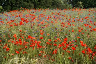 Poppy flowers (Papaver rhoeas), Baden-Wuerttemberg, A meadow with a variety of red poppies and blue