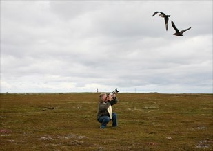Arctic skuas (Stercorarius parasiticus) attacking a photographer in the tundra, Lapland, Northern