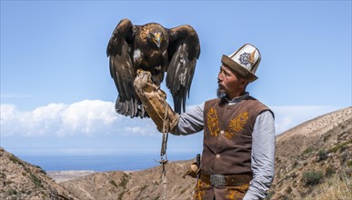 Traditional Kyrgyz eagle hunter with eagle in the mountains, hunting, eagle spreads its wings, near