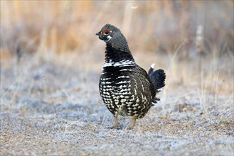 Spruce grouse (falcipennis canadensis), male standing on a forest road and watching, province of