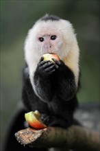 White-shouldered capuchin monkey or white-headed capuchin (Cebus capucinus), feeding, captive,
