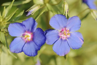 Blue pimpernel (Anagallis monellii), flowers, native to the western Mediterranean region