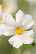 Elf mirror 'Sunsatia Plus' (Nemesia Fruticans-Hybride), flower, ornamental plant, North