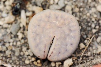 Living stone (Lithops lesliei), native to southern Africa
