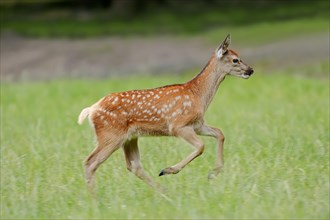 Red deer (Cervus elaphus), young animal, North Rhine-Westphalia, Germany, Europe
