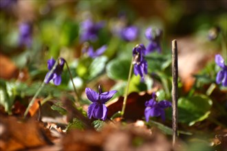 Violet (Viola) in the forest of the Hunsrueck-Hochwald National Park, Rhineland-Palatinate,