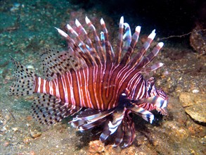 Pacific red lionfish (Pterois volitans), invasive species, dive site Anna's Reef, Destin,