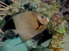 Gray angelfish (Pomacanthus arcuatus), dive site John Pennekamp Coral Reef State Park, Key Largo,