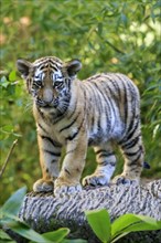 A tiger young standing upright on a tree trunk looking directly into the camera, Siberian tiger,