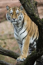 A majestic tigress stands alone between tree branches, Siberian tiger, Amur tiger, (Phantera tigris