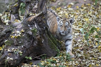 A tiger young curiously exploring its surroundings near a moss-covered tree stump, Siberian tiger,
