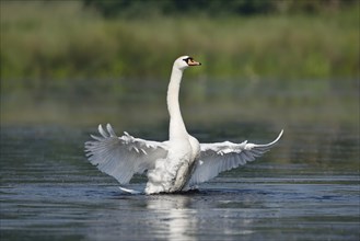 Mute Swan (Cygnus olor), flapping wings, North Rhine-Westphalia, Germany, Europe