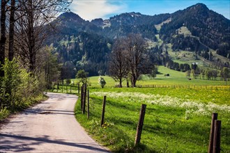 Nature, meadow, blossoms, landscape, hike, path, spring, mountains, Alps, Brauneck, Isarwinkel,