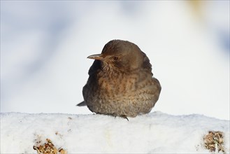 Blackbird (Turdus merula) female, sitting fluffed up up on the ground in the snow in winter,