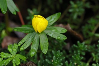 Winter aconite (Eranthis hyemalis) in bloom, with water droplets, plant, flower, early bloomer,