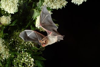 Greater mouse-eared bat (Myotis myotis) in flight hunting for insects on an elderberry bush, near