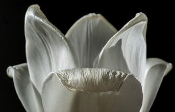 White tulip (Tulipa), Stuttgart, Baden-Wuerttemberg, Germany, Europe