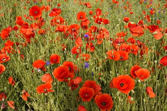 Poppy flowers (Papaver rhoeas), Baden-Wuerttemberg, Red poppies with a hint of green blowing in the