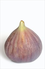 Real fig or fig tree (Ficus carica), ripe fig against a white background