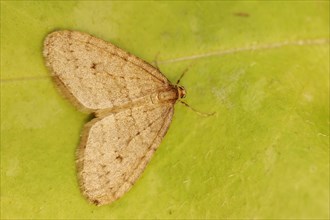 Winter moth (Operophtera brumata), male, North Rhine-Westphalia, Germany, Europe