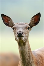 Red deer (Cervus elaphus), doe, portrait, North Rhine-Westphalia, Germany, Europe
