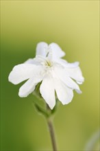 White campion or broad-leaved campion (Silene latifolia, Melandrium album), flower, North