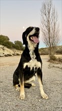 A joyful black and white dog sits on a gravel road with a scenic sunset and moonrise in the