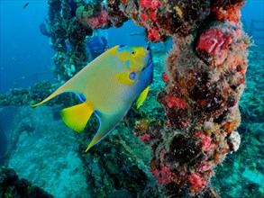 Overgrown railing and queen angelfish (Holacanthus ciliaris), angelfish, on the wreck of the USS
