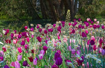 Tulip bed (Tulipa) in lilac, purple and pink