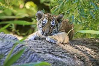 A tiger young lies relaxed on a tree trunk surrounded by bamboo, Siberian tiger, Amur tiger,